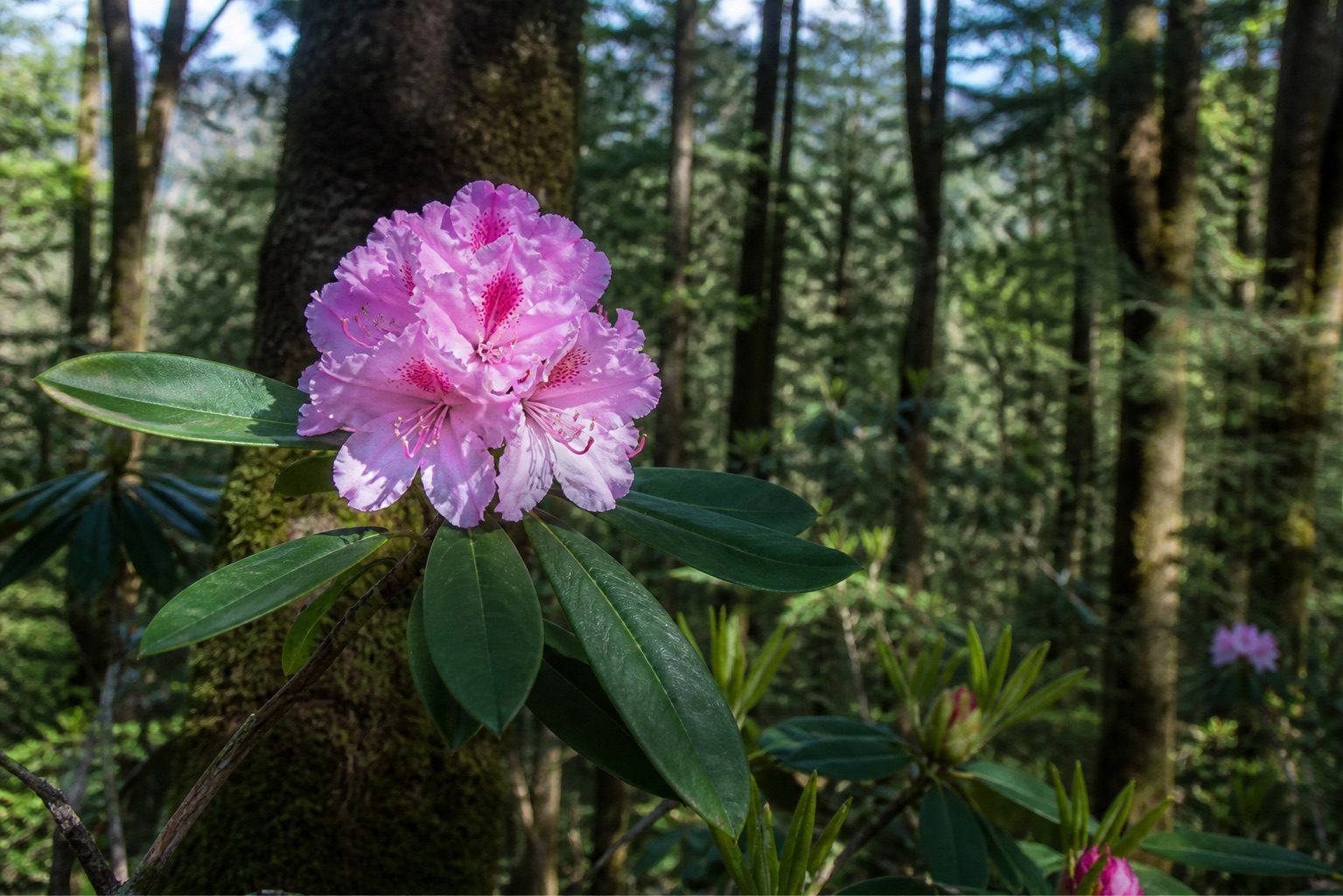 A pink rhododendron in bloom on a mossy trunk, Colchic forest behind.